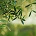 Close-up of olive tree leaves with a soft, blurred background of green tones. - Olive Oil Times