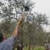Individual using a long pole to harvest olives from an olive tree in an orchard. - Olive Oil Times