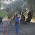 Workers using poles to harvest olives from trees in an olive grove. - Olive Oil Times