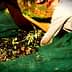 Person collecting olives from a large green net during the harvesting process. - Olive Oil Times