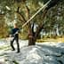 A man using a long pole to harvest olives from an olive tree in an orchard. - Olive Oil Times
