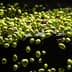 A close-up view of green and purple olives floating in water. - Olive Oil Times