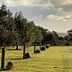 Row of trees in an orchard with grass in the foreground and cloudy sky in the background. - Olive Oil Times