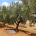 Row of olive trees with a small puddle of water on the ground in a rural setting. - Olive Oil Times