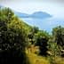 Olive trees in a landscape with a view of the sea and distant hills. - Olive Oil Times