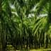 Dense grove of palm trees with lush green fronds in a plantation setting. - Olive Oil Times