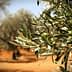 Close-up of an olive tree branch with green olives and leaves in a blurred background. - Olive Oil Times