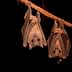 Two bats hanging upside down from a rope in a dark environment. - Olive Oil Times