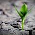 A small green plant emerging from cracked dry soil in a close-up view. - Olive Oil Times