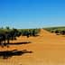 Row of olive trees in a dry, sandy landscape under a clear blue sky. - Olive Oil Times