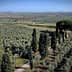 Aerial view of an olive grove with rows of olive trees and cypress trees in the background. - Olive Oil Times