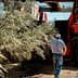 A man observing an olive harvesting machine collecting olives from trees in an orchard. - Olive Oil Times