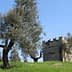 Stone structure surrounded by olive trees on a grassy hill under a clear blue sky. - Olive Oil Times