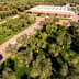 Aerial view of an olive grove with a modern building in the background surrounded by olive trees. - Olive Oil Times