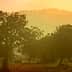 Silhouetted trees against a hazy sunset backdrop with soft orange and yellow hues. - Olive Oil Times