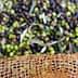 A close-up view of green and black olives collected in a mesh netting during harvest. - Olive Oil Times