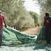 Two individuals carrying a green net used for collecting olives in an olive grove. - Olive Oil Times