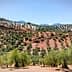 A landscape view of an olive grove with rows of olive trees on sloped terrain. - Olive Oil Times