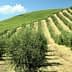 Rows of olive trees growing on a hillside with green grass and blue sky. - Olive Oil Times