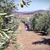 An olive grove featuring a person on a ladder harvesting olives from trees. - Olive Oil Times