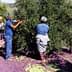 Three individuals harvesting olives from a tree while standing on a purple tarp. - Olive Oil Times