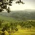 Olive trees arranged in rows within a grove, with hills in the background. - Olive Oil Times