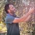 Man inspecting and harvesting olives from a tree in an olive grove. - Olive Oil Times