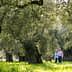 A couple walking hand in hand through an olive grove with large trees and green grass. - Olive Oil Times