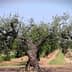 A large, mature olive tree with a thick trunk and sprawling branches in an agricultural field. - Olive Oil Times