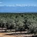 Olive tree orchard with rows of trees and snow-capped mountains in the background. - Olive Oil Times