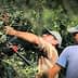 Two men using tools to harvest olives from trees in an orchard. - Olive Oil Times