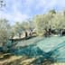Workers using nets for olive harvesting in an olive grove under a clear sky. - Olive Oil Times