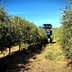 Tractor navigating through rows of olive trees in an olive grove. - Olive Oil Times