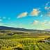 A panoramic view of olive groves and rolling hills under a blue sky with clouds. - Olive Oil Times