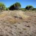 A dry landscape featuring sparse vegetation and small bushes in a sunny environment. - Olive Oil Times
