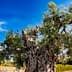 An ancient olive tree with a gnarled trunk and lush green leaves against a blue sky. - Olive Oil Times