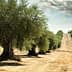 Row of olive trees in a field with dry soil and distant hills under a cloudy sky. - Olive Oil Times