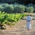 A monk in a robe walking along a path between rows of grapevines in a vineyard. - Olive Oil Times