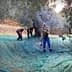 Workers harvesting olives in an orchard using nets and tools for collection. - Olive Oil Times
