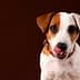 Jack Russell Terrier dog with brown and white fur, licking its lips against a dark background. - Olive Oil Times