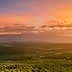 Expansive olive grove landscape under a colorful sunset with mountains in the background. - Olive Oil Times