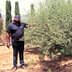 A man in a black shirt standing beside an olive tree in a garden setting. - Olive Oil Times