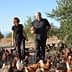 Two farmers walking through a field with a large group of chickens in a rural setting. - Olive Oil Times