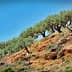 A row of olive trees growing on a sloped hillside with clear blue sky above. - Olive Oil Times