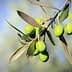 Branch of green olives with several unripe olives and leaves against a blurred background. - Olive Oil Times