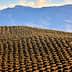 Aerial view of a large olive grove with rows of olive trees and distant mountains. - Olive Oil Times