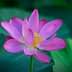 A pink lotus flower with petals and a yellow center, surrounded by green leaves. - Olive Oil Times