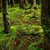 Forest floor covered in green moss with tree trunks and roots visible. - Olive Oil Times