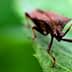 Close-up of a brown insect resting on a green leaf with a blurred background. - Olive Oil Times
