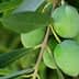 Cluster of green olives growing on a branch with leaves in a natural setting. - Olive Oil Times